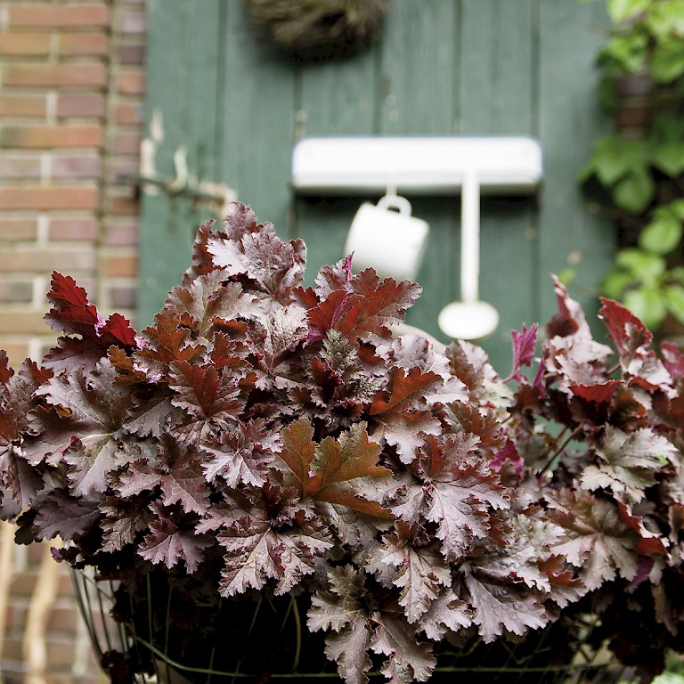 Herbstliche Farben bringt das Purpurglöckchen 'Farbakzent' in den LANDGEFÜHL®-Garten