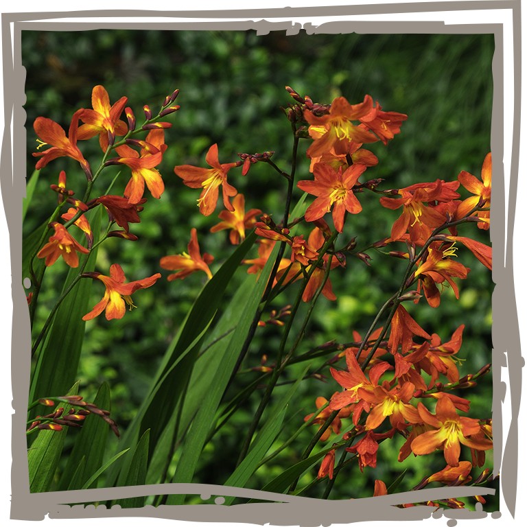 Feuerlilie 'Karmina' - Strauch im Beet