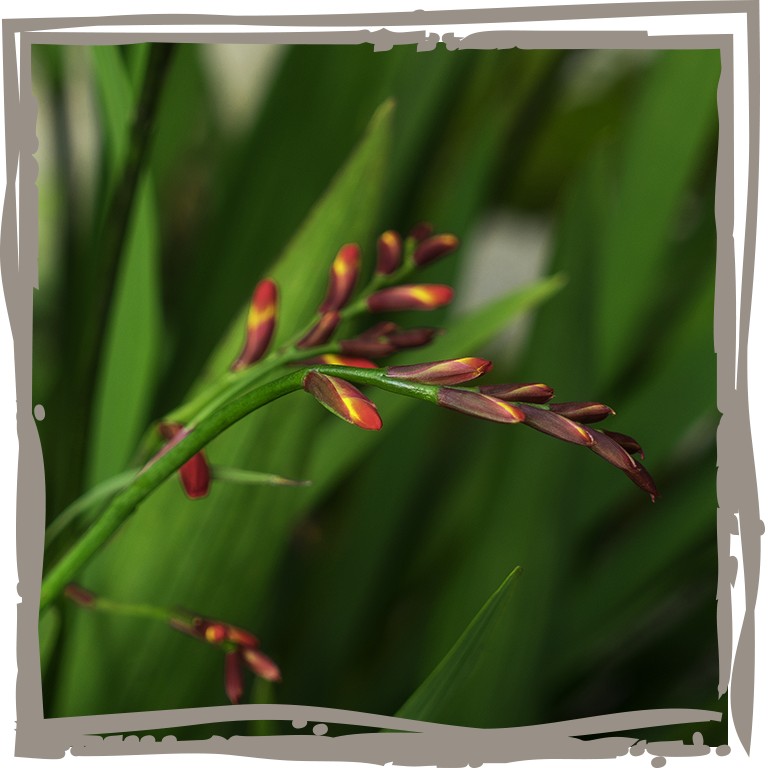 Feuerlilie 'Karmina' - Nahaufnahme feurige Knospe