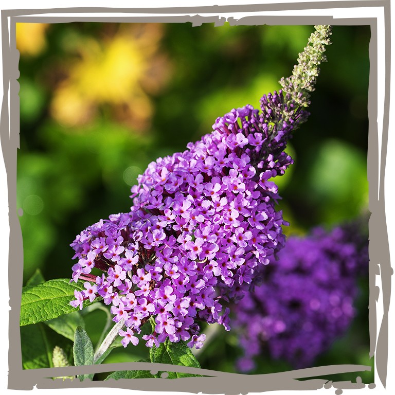 Dreifarbiger Terrassenflieder 'Bunte Biene' Nahaufnahme violette Blüte