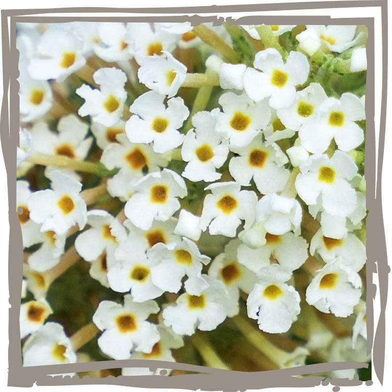 Dreifarbiger Terrassenflieder 'Bunte Biene' Nahaufnahme weiße Blüte