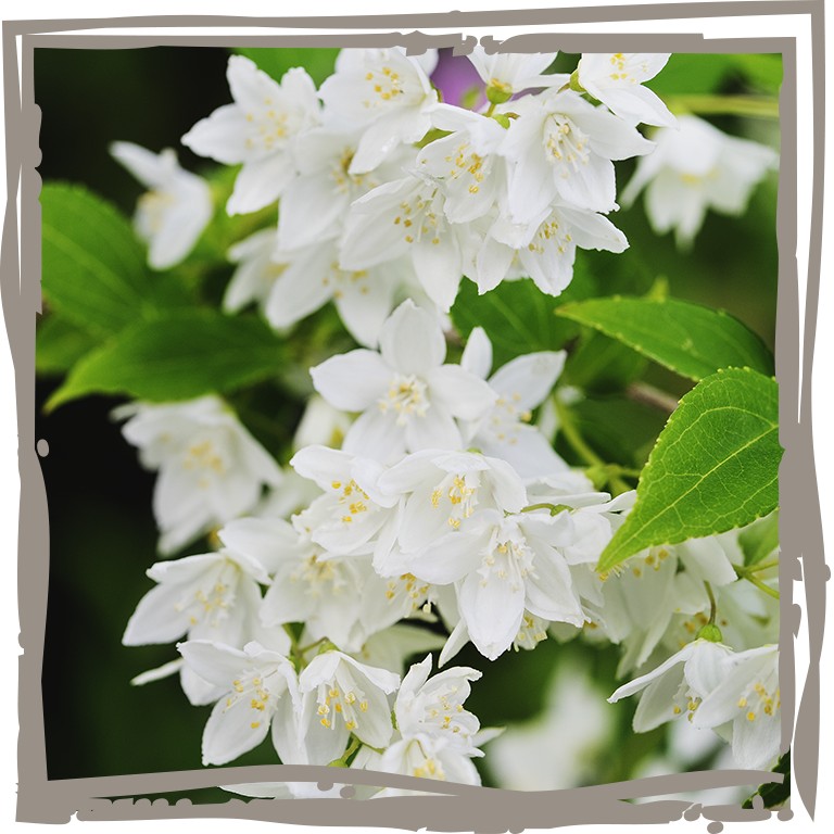Sternchenstrauch 'Marienkind' strahlend weiße Blüten an Strauch