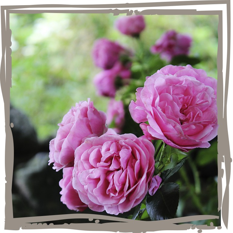 Rosenstämmchen Leonardo da Vinci<sup>®</sup> volle Blüten an Stämmchen