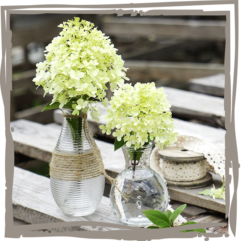 Strauchhortensie ‘Sommerterrasse‘ zwei Vasen mit Blüten