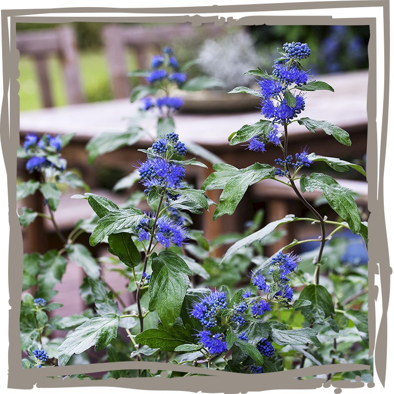 Bartblume 'Königskleid' Strauch, Terrassenbepflanzung, blau leuchtend