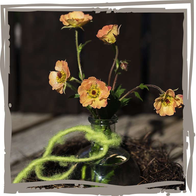 Nelkenwurz 'Pastelltraum' Vase auf Tisch, dekorativ, ländlich