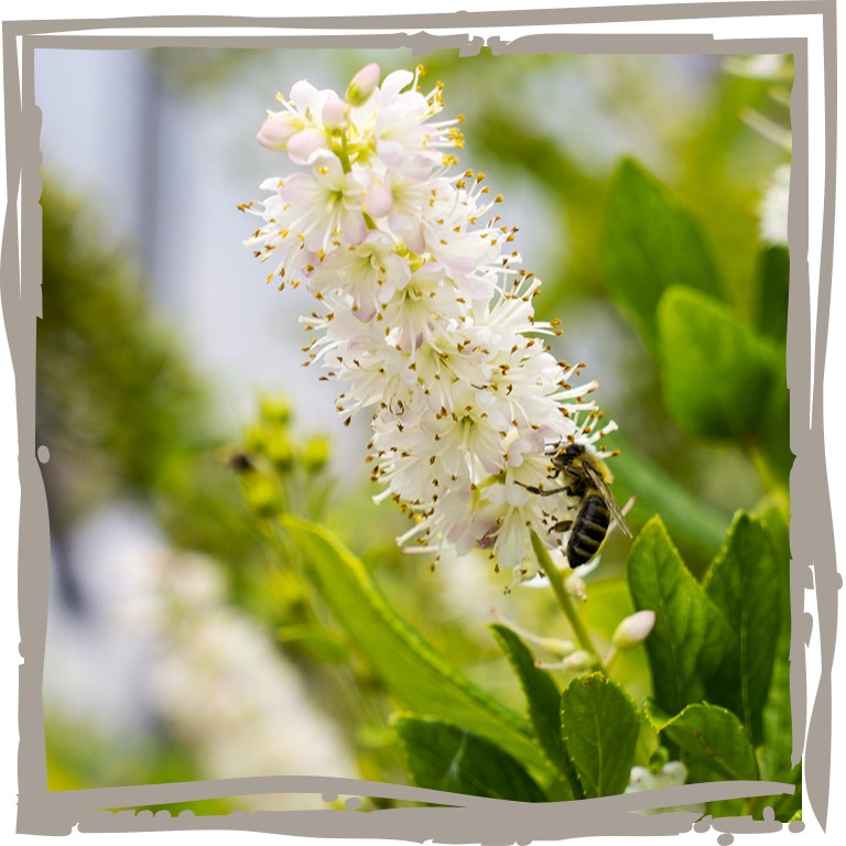 Zimterle ‘Hummelherberge' Blütendolde mit Biene