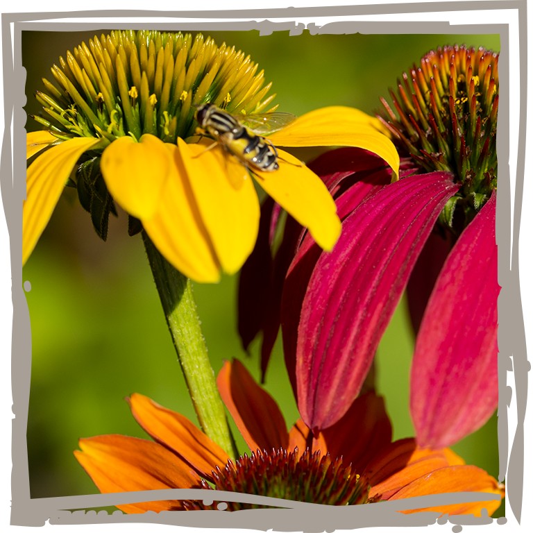 Nahaufnahme Blüte Sonnenhut ‘Kleine Auszeit'
