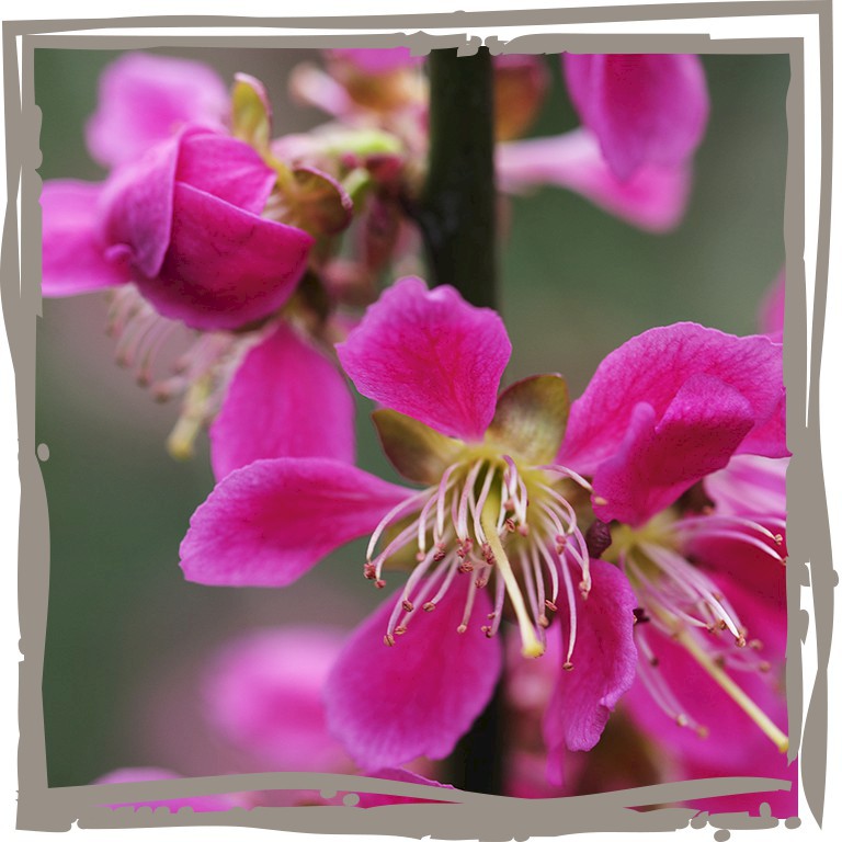 Blüte der Zier-Aprikose ‘Osterduft'