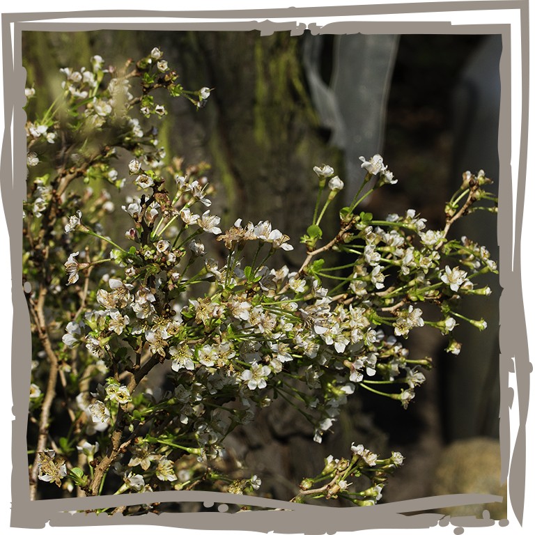 Zierkirsche 'Kleine Grazie' Strauch mit gedrehten Ästen und weißen Blüten