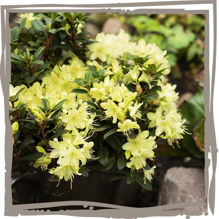 Rhododendron ‘Morgengold' im Kübel, ländlich, Stein, Ambiente