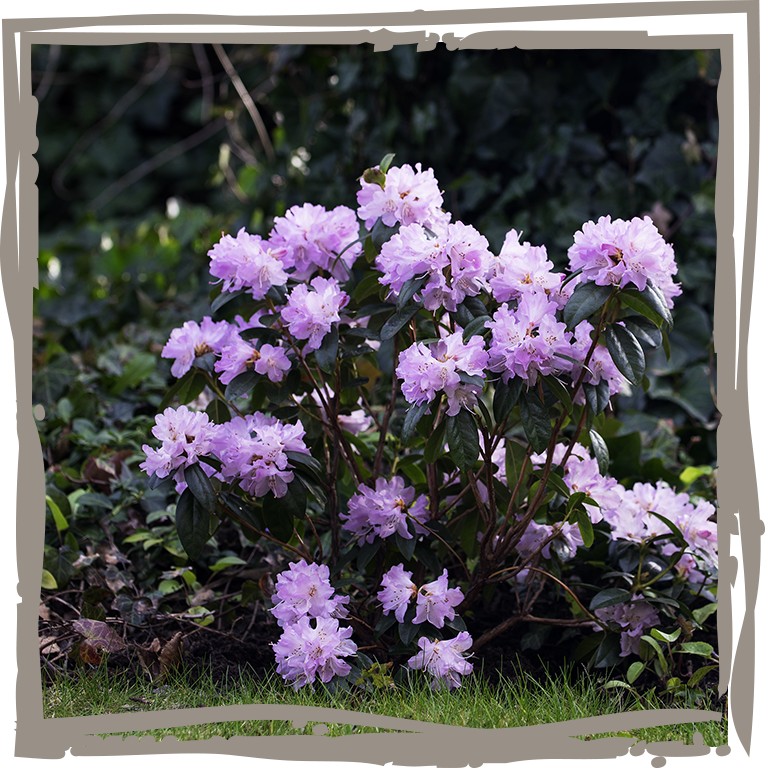 kleinwüchsige Vorfrühlings-Alpenrose gepflanzt im vorderen Beet