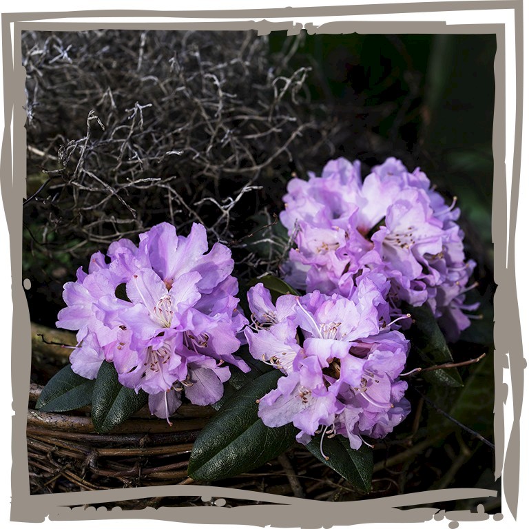 Dekoration mit der üppigen Blüte der Vorfrühlings-Alpenrose