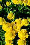 Sonnenbraut 'Weideknöpfchen' von Landgefühl® lockt Bienen in den Sommergarten