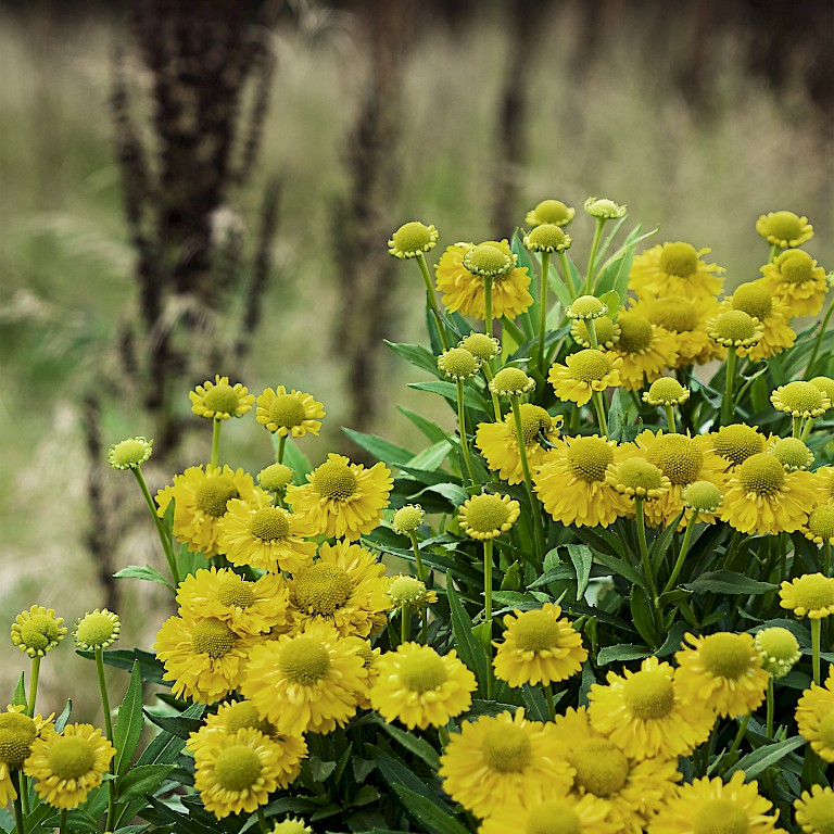 Sonnenbraut 'Weideknöpfchen' von LANDGEFÜHL® mit langer Blütezeit von Juli bis Oktober