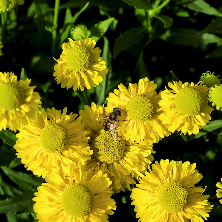 Sonnenbraut 'Weideknöpfchen' von LANDGEFÜHL® lockt Bienen in den Sommergarten