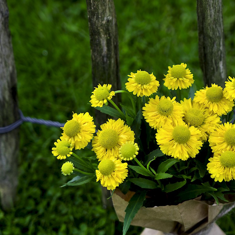 Naturnahe Floristik mit Sonnenbraut 'Weideknöpfchen' von LANDGEFÜHL®