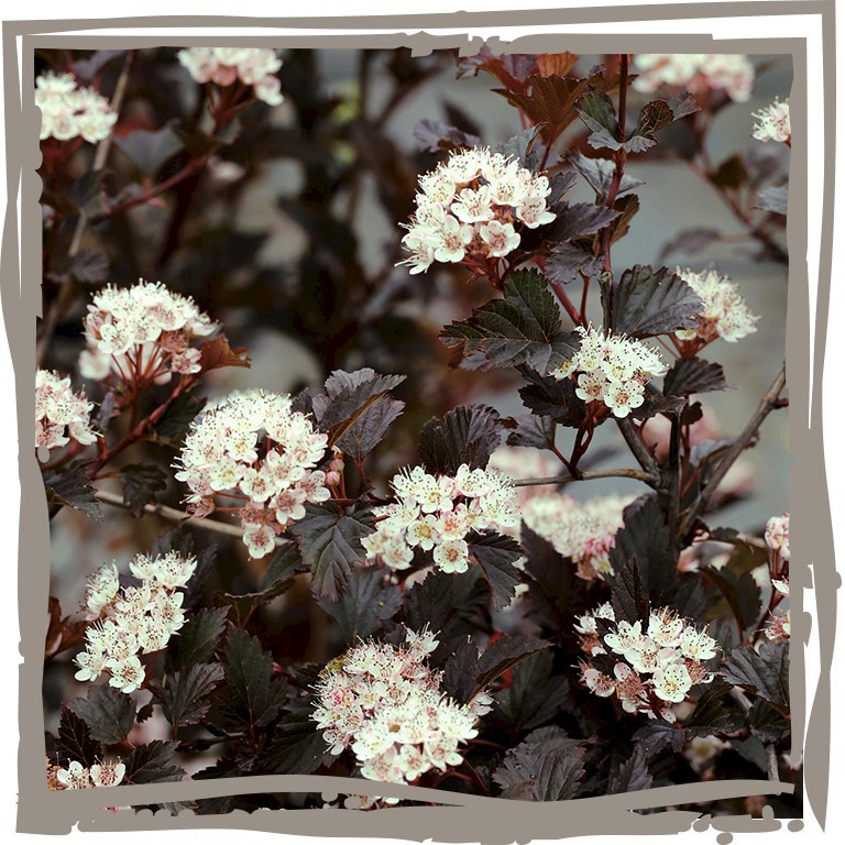 Fasanenspiere 'Nachtwache' weiße Blüte auf dunkelrotem Laub