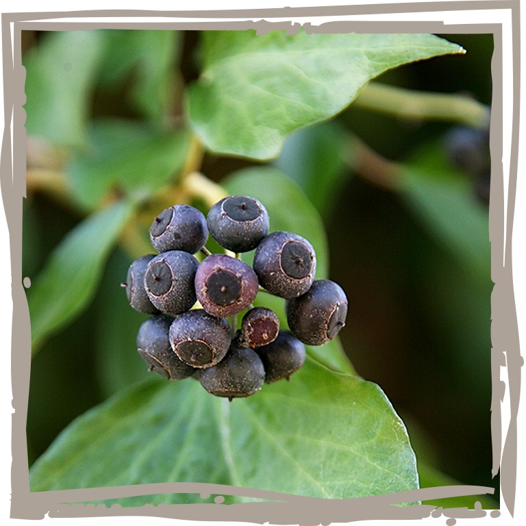Dunkelblaue Früchte des Terrassen-Efeu 'Winterglanz' im Winter
