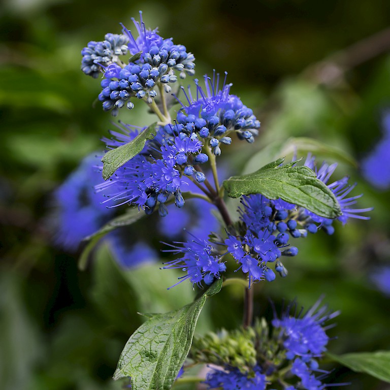 Üppige blaue Spätsommerblüte der Bartblume 'Königskleid' von LANDGEFÜHL®