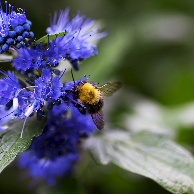 Bartblume 'Königskleid' von LANDGEFÜHL® zieht Bienen und Hummeln an