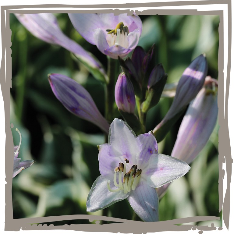 Weißrand-Funkie ‘Herzlinie’ lavendelfarbene Blüte