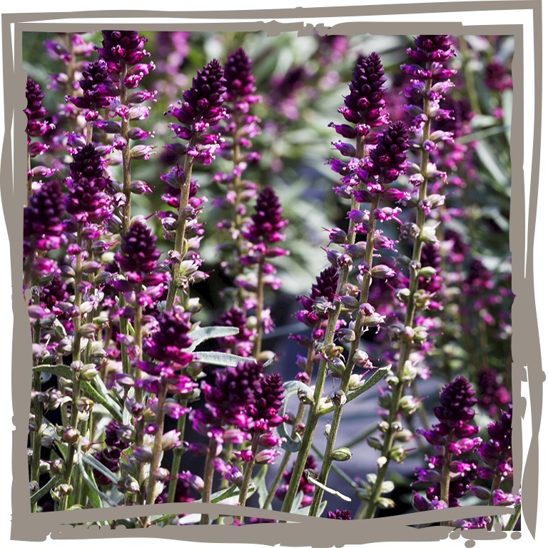 Purpur-Felberich ‘Sommermagie’ Blüten im Juni