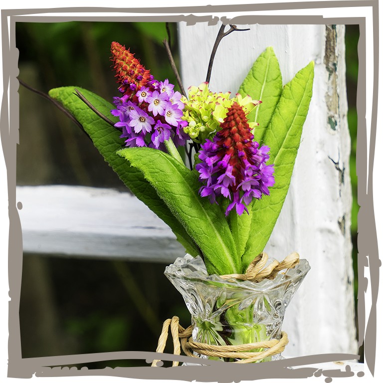 Dekortation mit der Schnittblume Orchideen-Primel ‘Sommeraufgang’