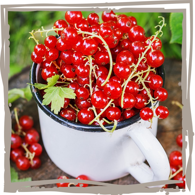 Fruchtige Johannisbeeren gepflückt, direkt vom Strauch, vitaminreich, Rote Johannisbeere ‘Erntekaiser’
