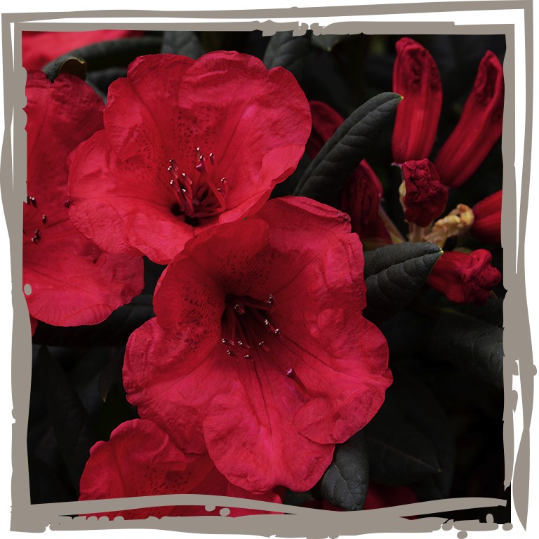 Rhododendron 'Rotblatt' Nahaufnahme der feurig roten Blüte