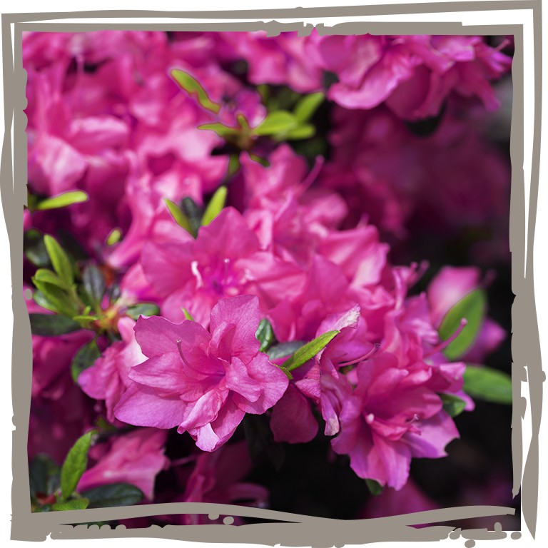 Japanische Azalee ‘Minimadel’ gefüllte, purpurrosa Blüten von Mai bis Juni
