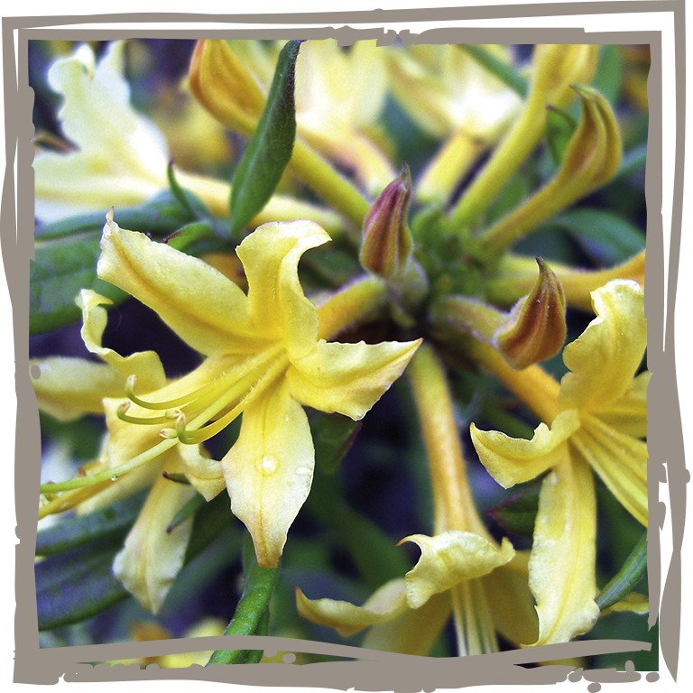 Rhododendron ‘Maiduft’, gelborange Blüten mit betörendem Duft