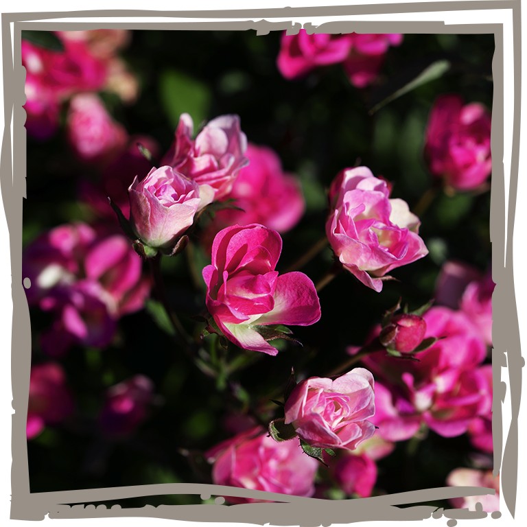 Lilly Rose Nahaufnahme zierliche, pinke Blüten