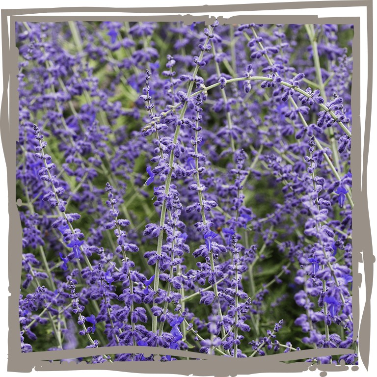 Blauraute ‘Immenschatz’, violettblaue Blüten am silbrigen Stil