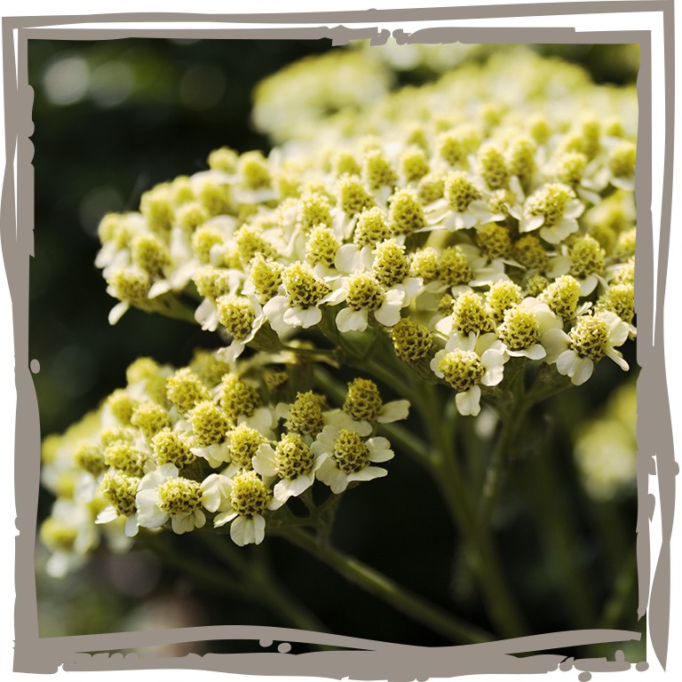 Schafgarbe ‘Zarte Sonne’, Blütendolde mit zartgelben Blüten