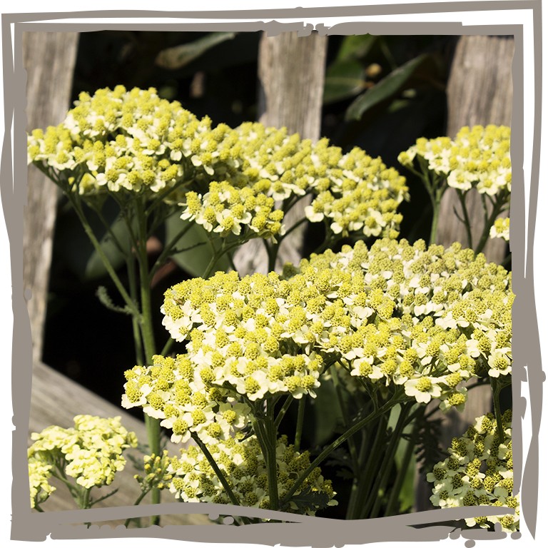 Schafgarbe ‘Zarte Sonne’, zartgelbe Blüten, vor Staketenzaun, ländlich