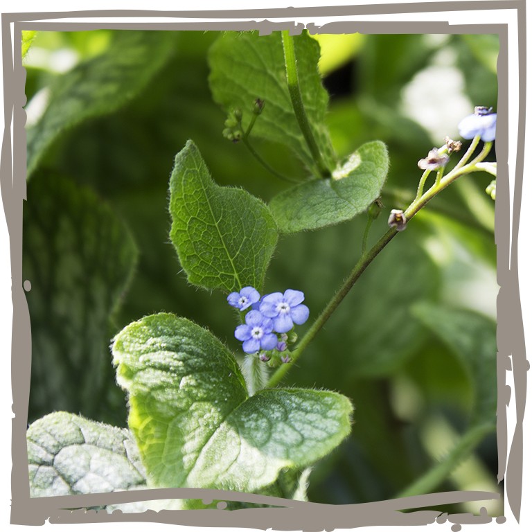 Silbriges Kaukasus-Vergissmeinnicht, Nahaufnahme der zartblauen Blüte