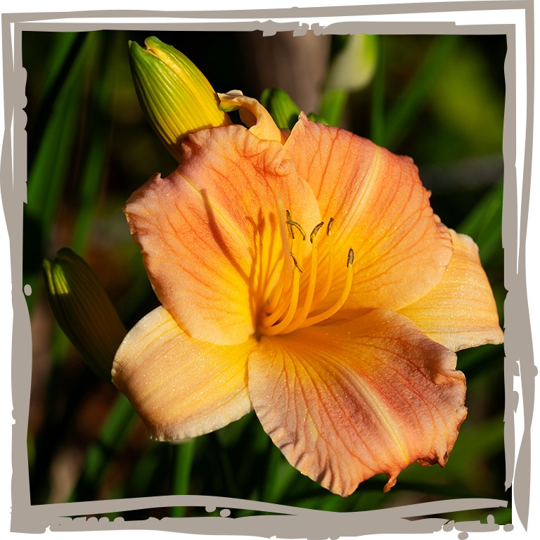 Nahaufnahme der Blüte Taglilie ‘­Delikaty’ Pastellfarben gelb und apricot