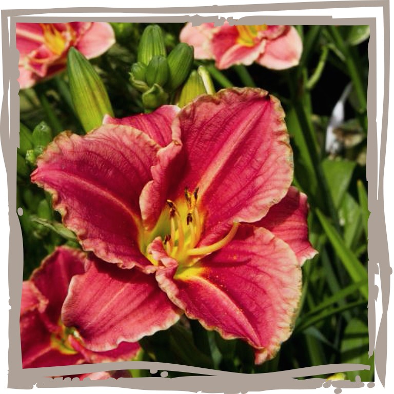 Blüte der Taglilie ‘Edle Rosalie’ Nahaufnahme