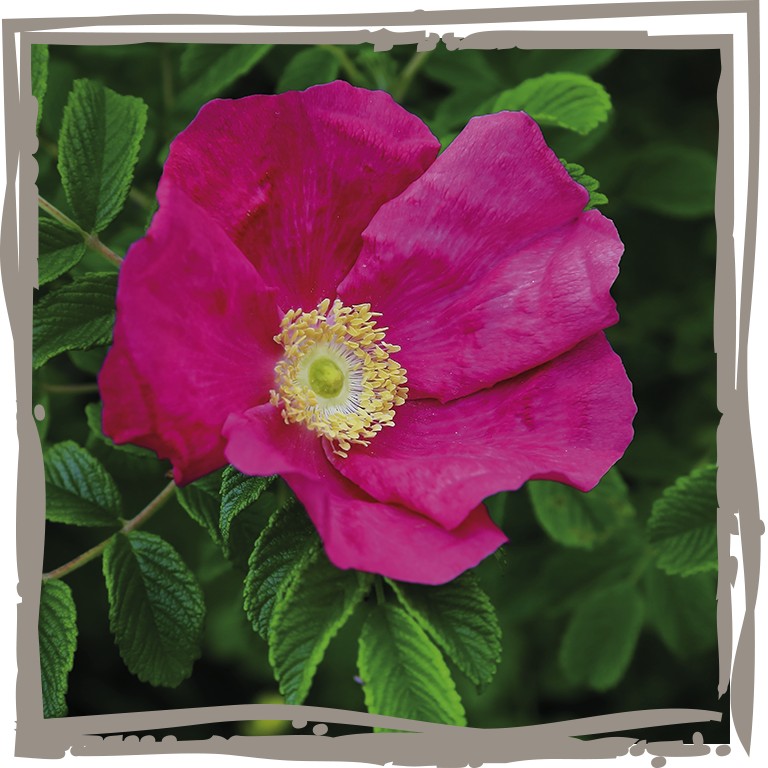 Hagebutte ‘Rosaling’ Blüte