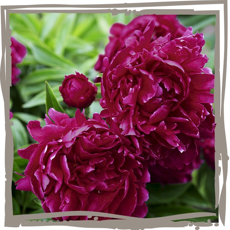 Edel-Paeonie ‘Magaretha 1908’ purpurrote Blüten