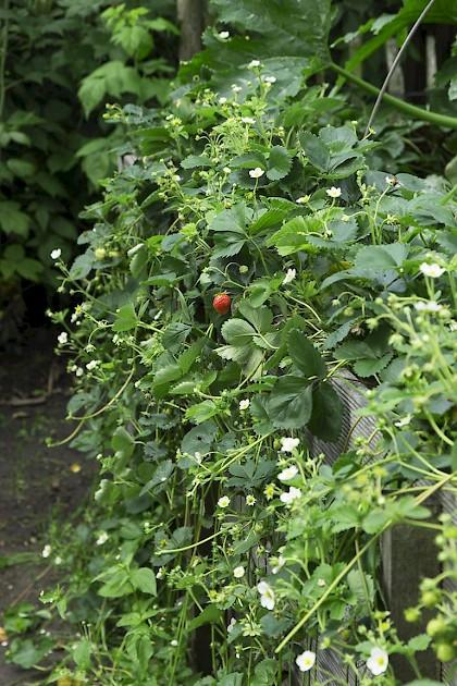 Kletter-Erdbeere ‘Rotkörbchen’ rankt über Hochbeet
