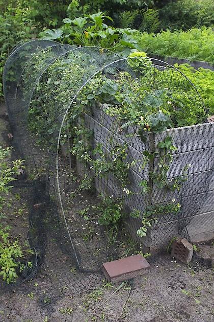 Kletter-Erdbeere ‘Rotkörbchen’ geschützt mit Netz und Bögen