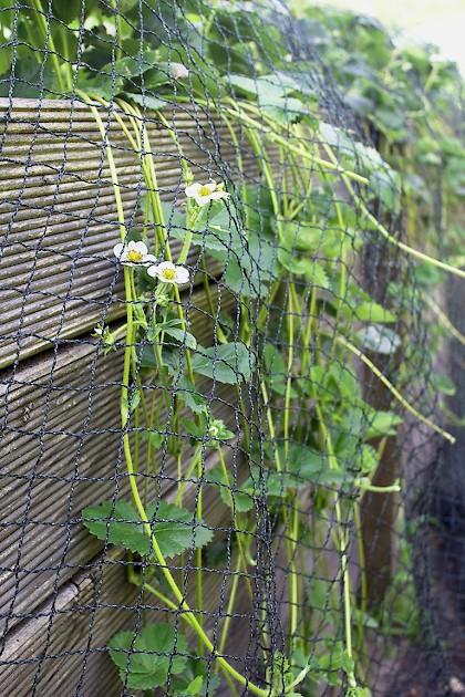 Kletter-Erdbeere ‘Rotkörbchen’ rankt über Hochbeet, geschützt mit Netz
