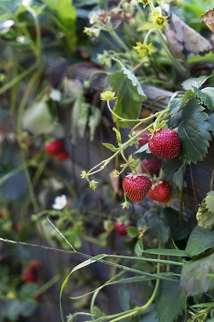 Kletter-Erdbeere ‘Rotkörbchen’ reiche Ernte