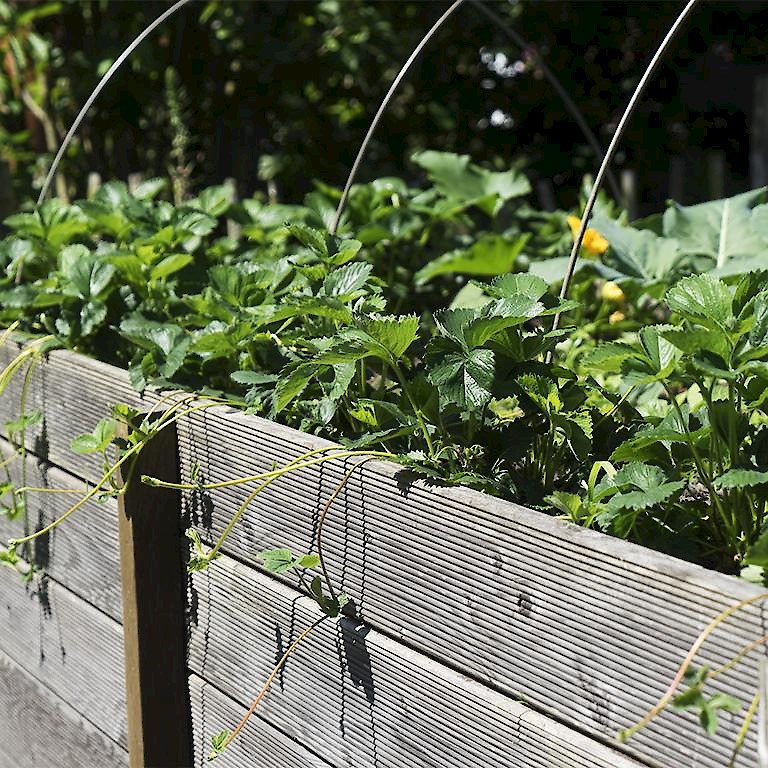 Kletter-Erdbeere ‘Rotkörbchen’ im Hochbeet gepflanzt