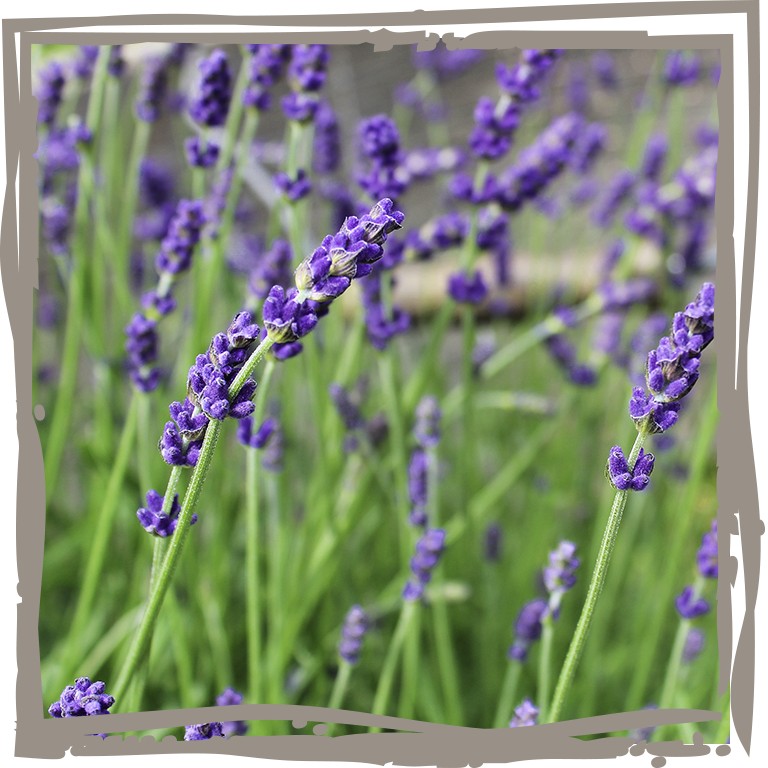 Lavendel ‘Kleine Provence’ Blüten Nahaufnahme