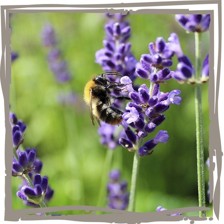 Lavendel ‘Kleine Provence’ Blüte mit Biene