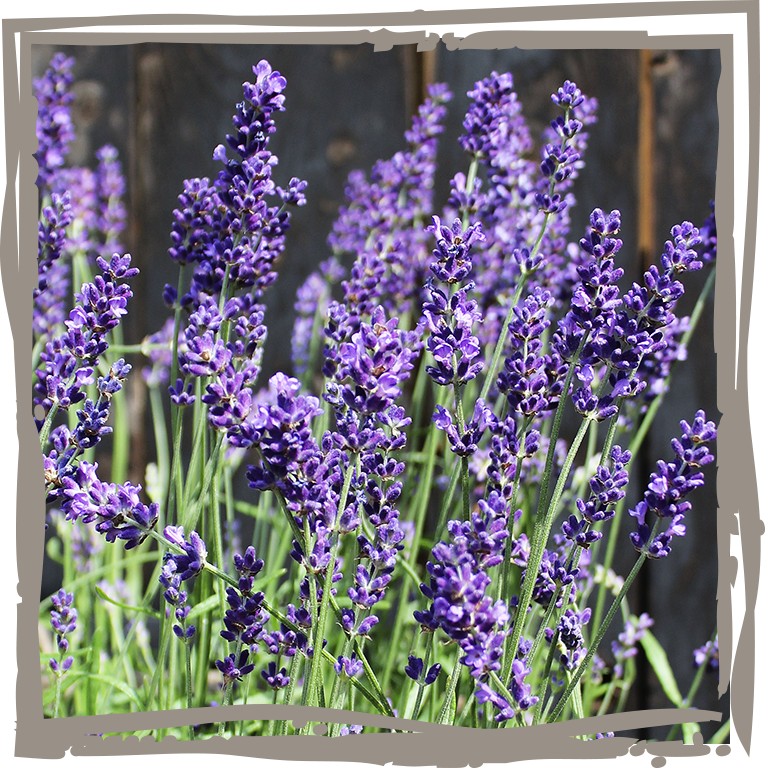 Lavendel ‘Kleine Provence’ Blüten und nadelartiges Blattwerk