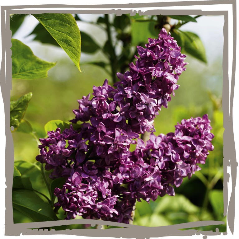 Duftflieder ‘Edelpurpur’ duftende Blütendolden in purpurrot